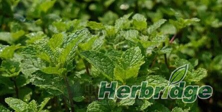 植物类天然香料,最香的食用天然植物香料