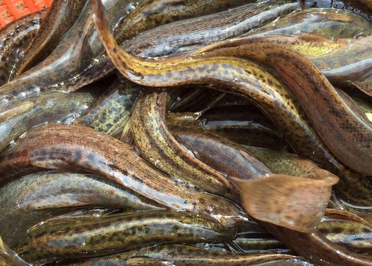 泥鳅养殖技术及前景,泥鳅养殖新技术发展前景