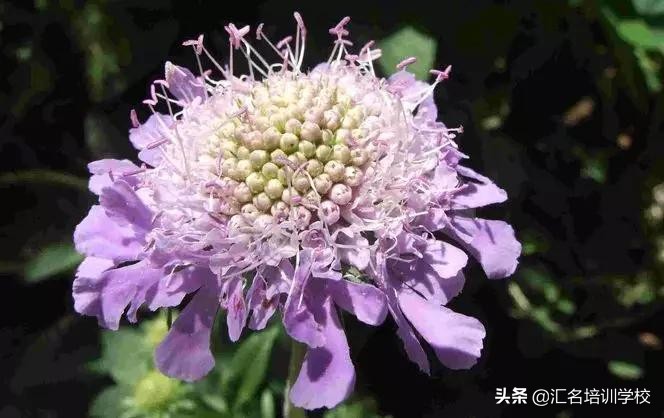花艺十六种手法,流行花艺简单教学