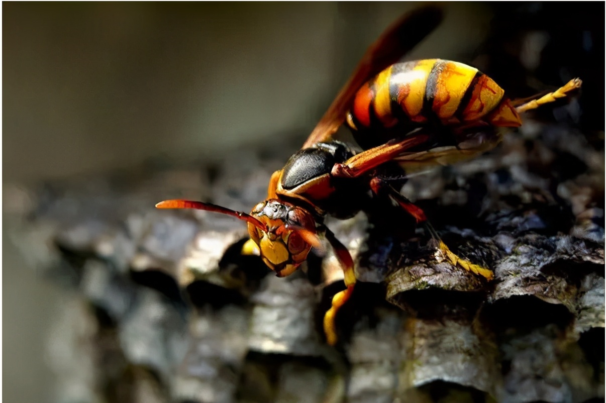 杀人蜂能产蜜,杀人蜂的天敌是什么蜜蜂