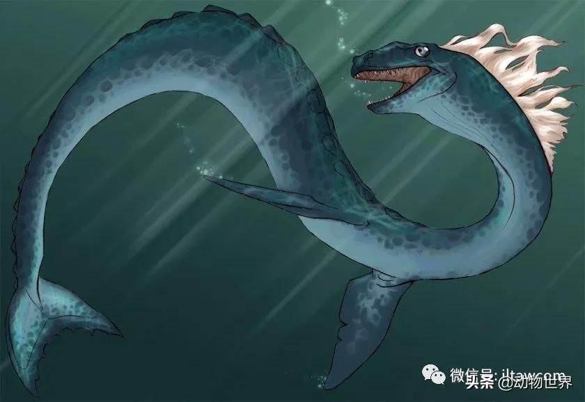 不可思议的神秘动物,不可思议的动物