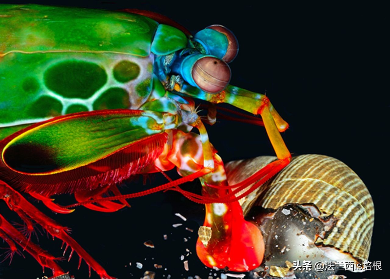 螳螂虾击碎乌龟壳,螳螂虾攻击螳螂虾