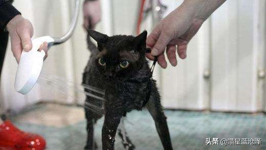 宠物spa的六大好处,宠物spa水疗