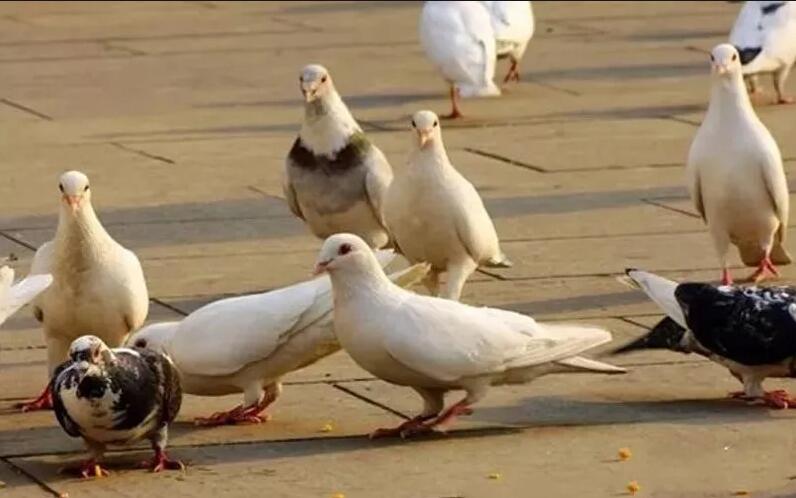 鸽子是放血杀好还是淹死好,为什么很多老人说杀鸽子要用水