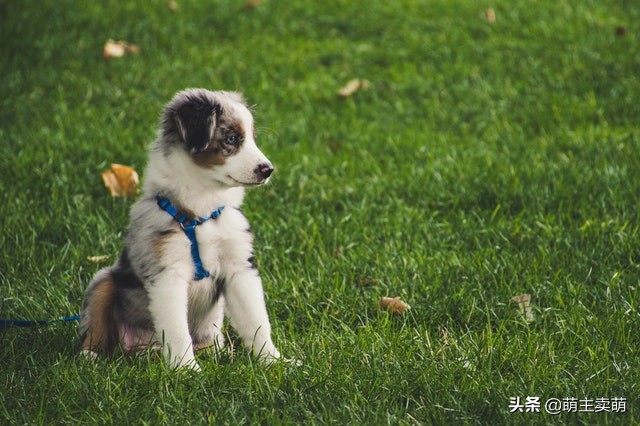 狗狗晒太阳皮肤变黑,狗狗背上皮肤变黑是什么原因