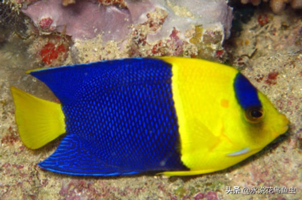 推荐一些好养的漂亮的小型热带鱼 (十大最好养又好看的热带鱼)