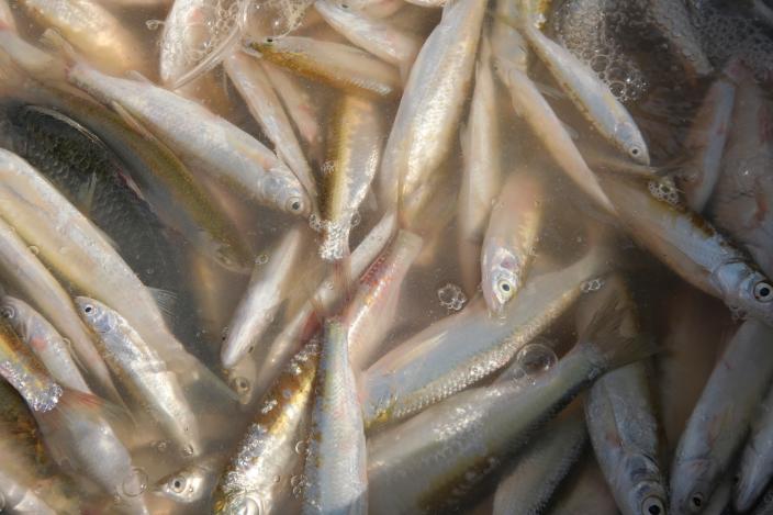 肥美的河鲜,肇庆哪里有河鲜卖