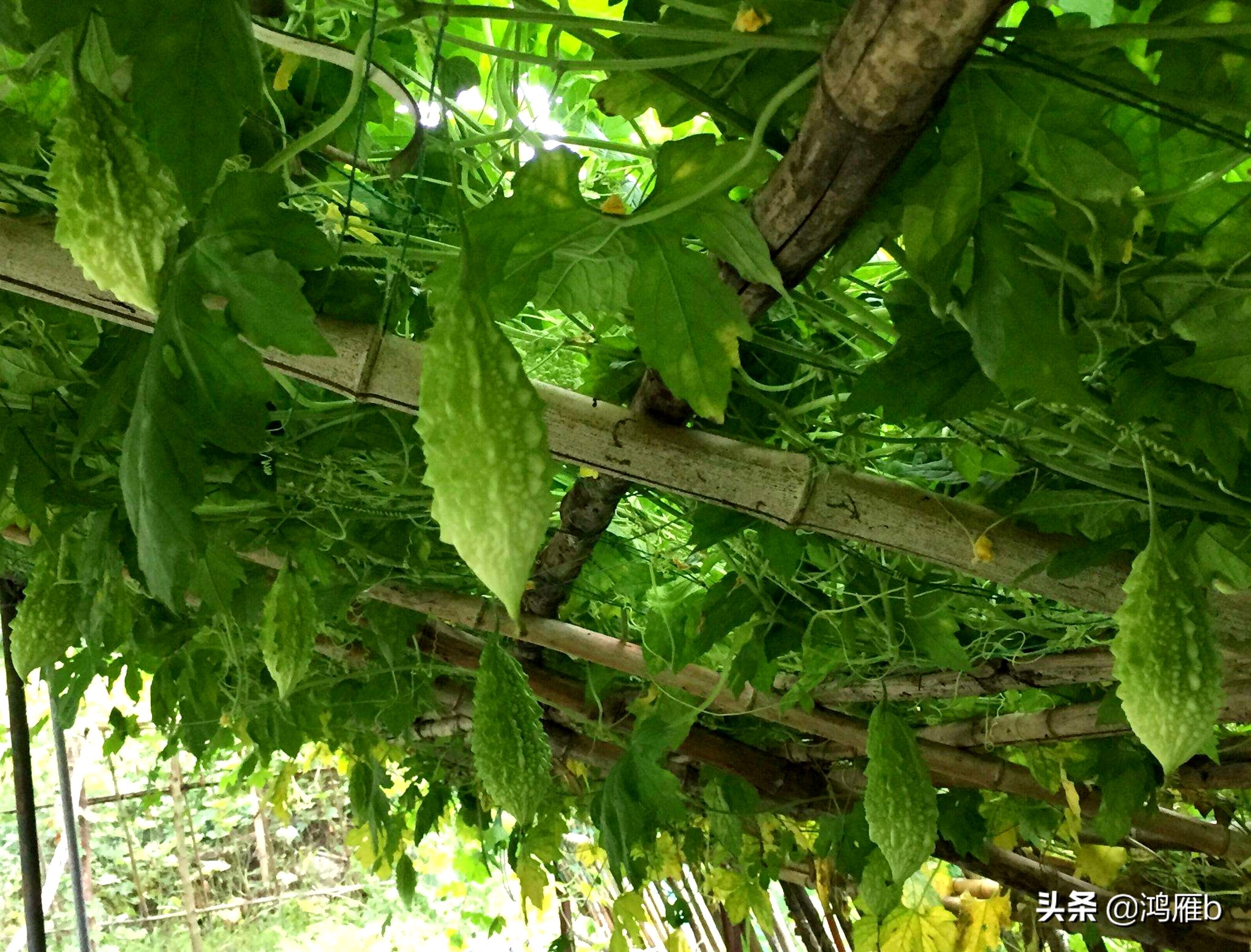 您认识这是什么，能叫出它的名字吗？