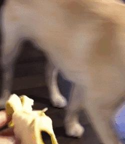 10种难养的狗狗品种,公认难养的七种狗狗品种