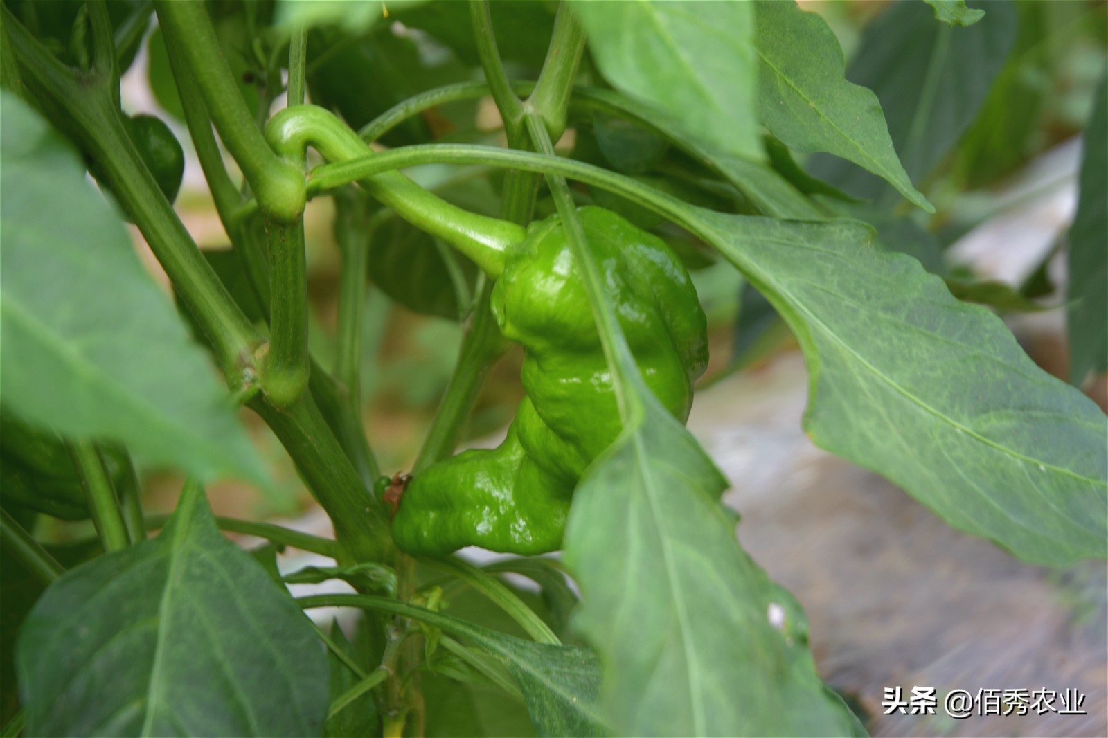 辣椒病毒病农业防治措施,辣椒病毒病最特效药