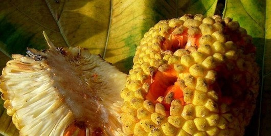 1分钟挑战认出10种罕见水果,5种难得一见的稀有水果