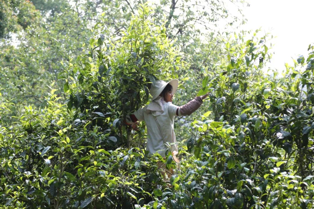 庆沣祥七彩云南普洱,庆沣祥七彩云南名门普洱