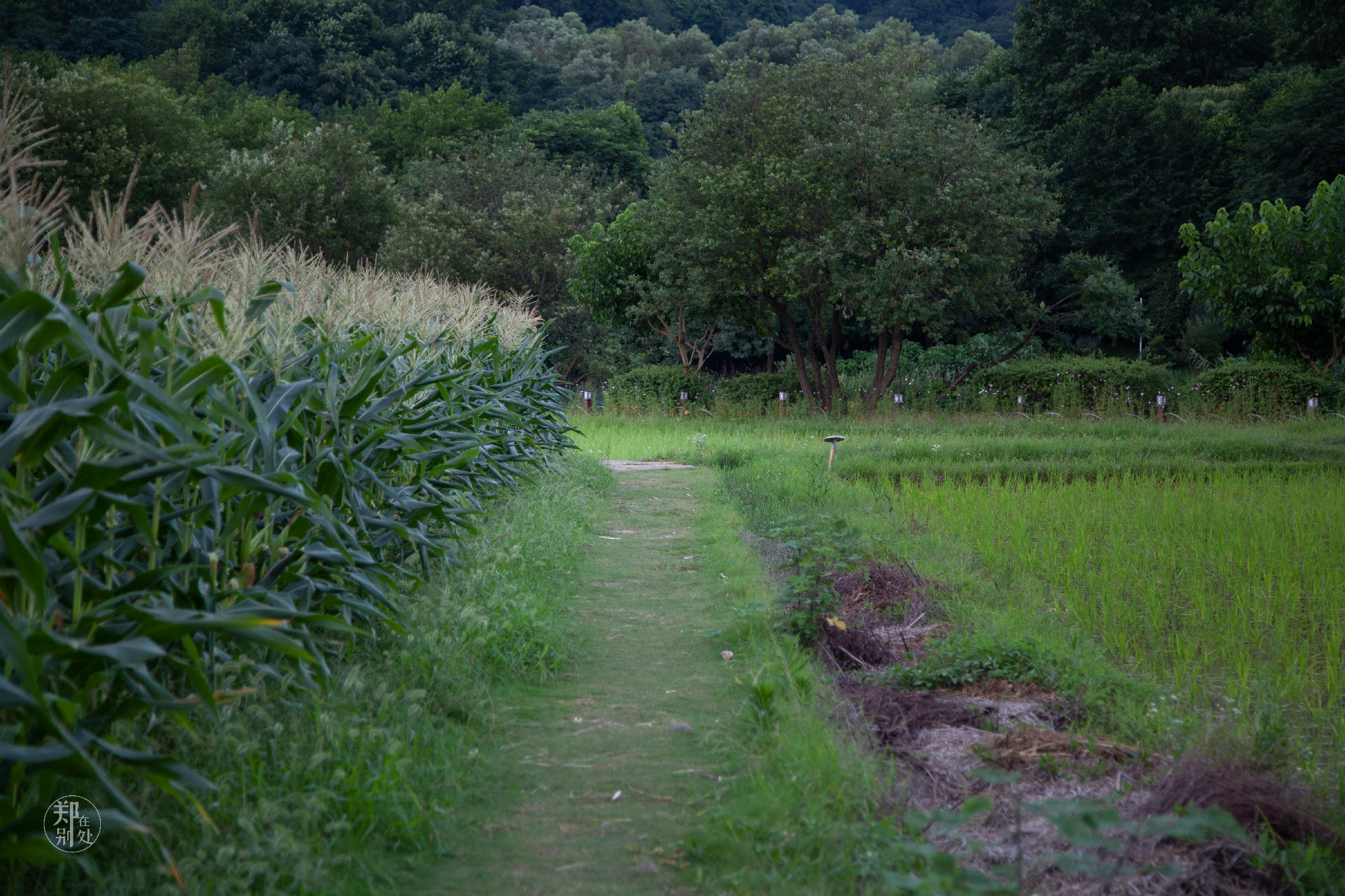 坐公交游杭州几路最好,杭州87路公交沿路风景