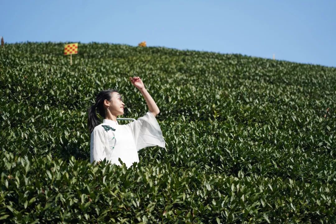 茶艺形象大使,茶艺代言人