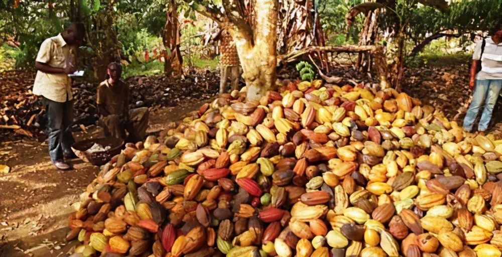 可可期货交易,可可期货下周会跌吗