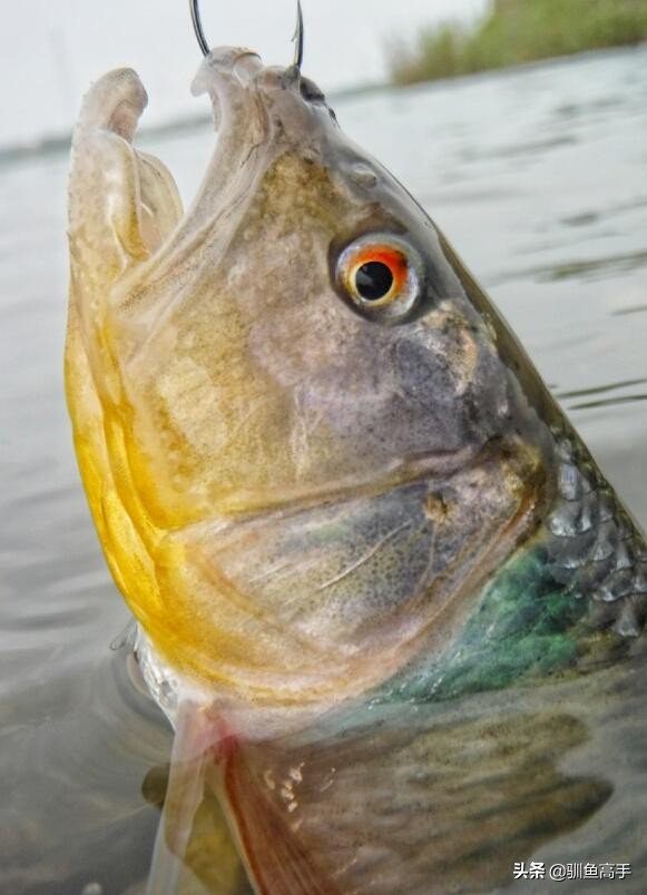 3月份浅水路亚,百闻不如一见美景视频