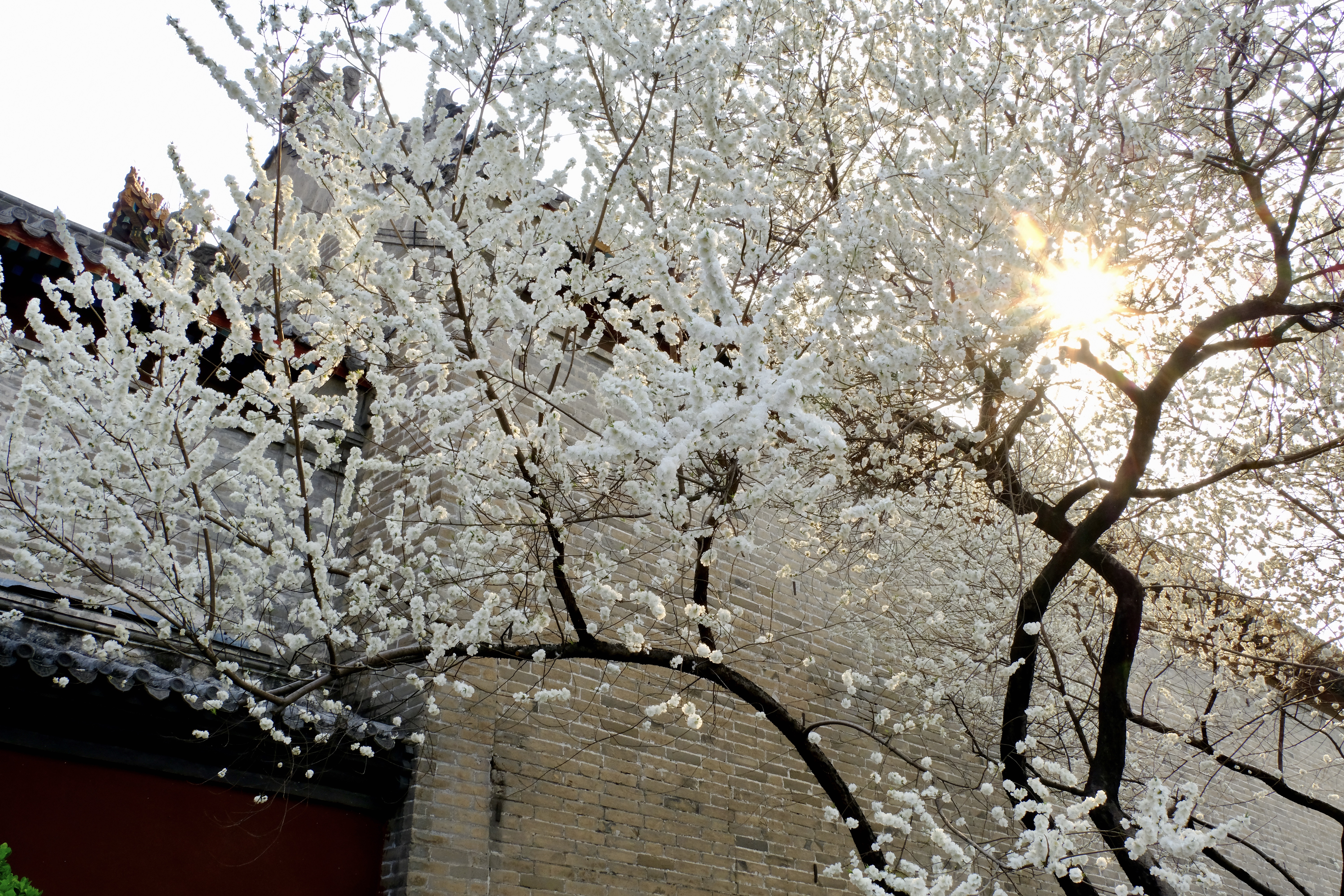 开往地铁上的春天,开往春天的地铁邂逅京城的花开