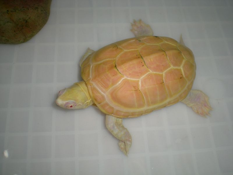 变异巴西龟苗如何饲养,巴西龟与变异巴西龟哪种最好养