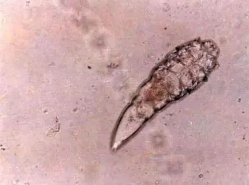 暑假孩子玩手机不如打篮球吧,儿童显微镜放大蚂蚁120倍