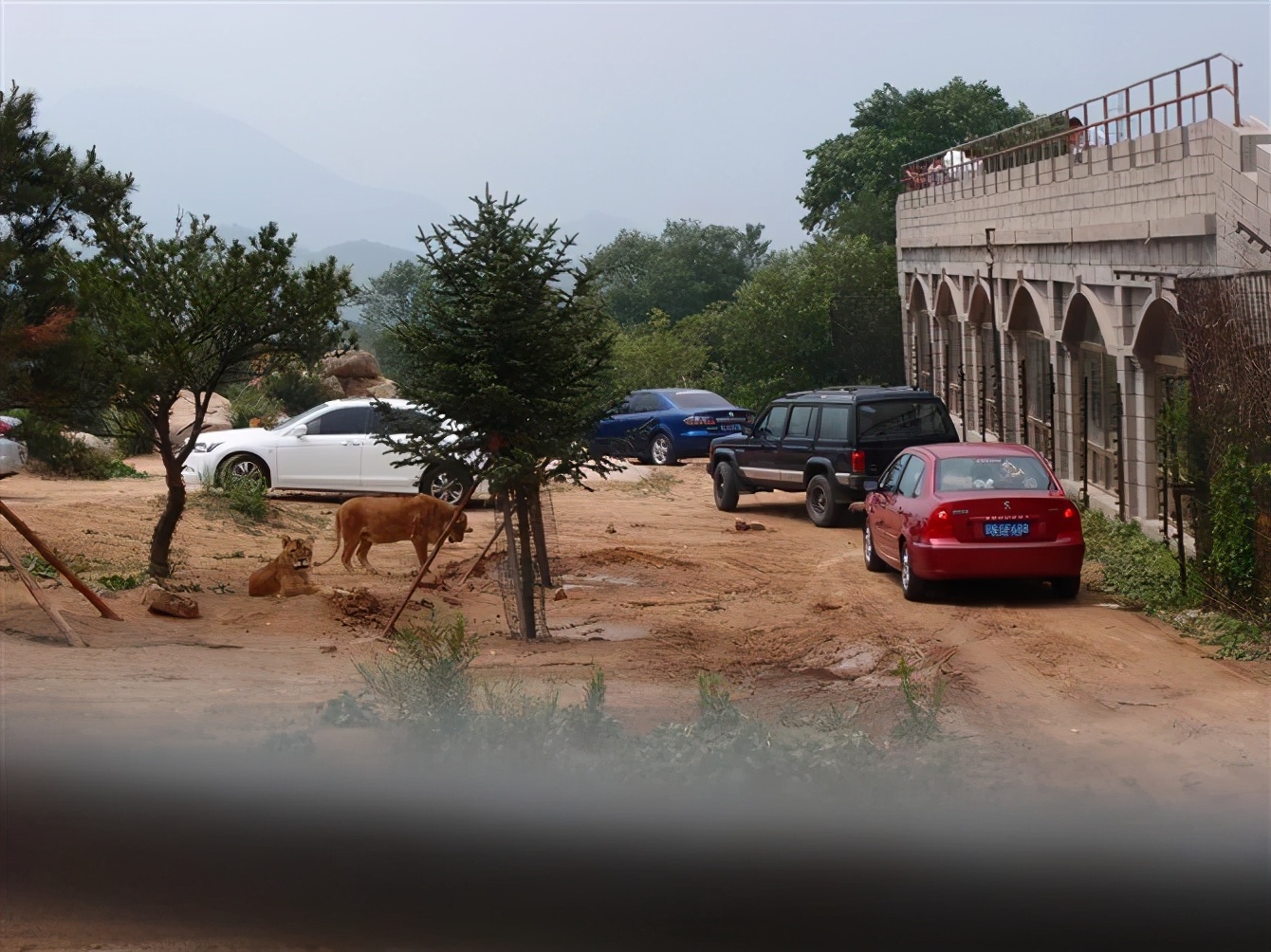 八达岭动物园观看老虎,八达岭动物园游玩