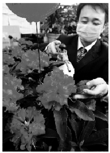 花店520表白日,520表白日52支玫瑰