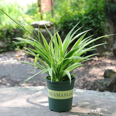 水培吊兰叶尖发黑可以剪掉吗,吊兰叶尖发黄怎么处理视频