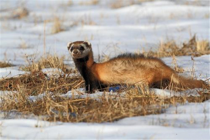 艾鼬在东北是保护动物吗,艾鼬北疆亚种