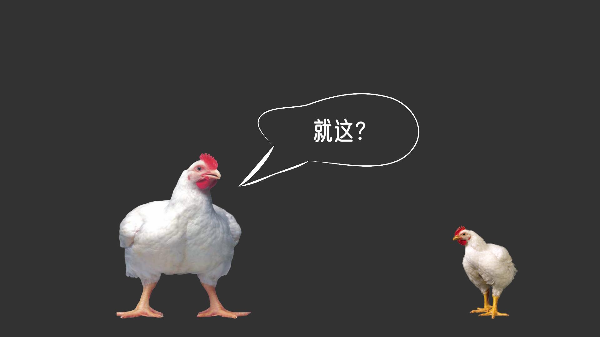 速生鸡与白羽鸡是什么,白羽鸡养殖技术和方法图解