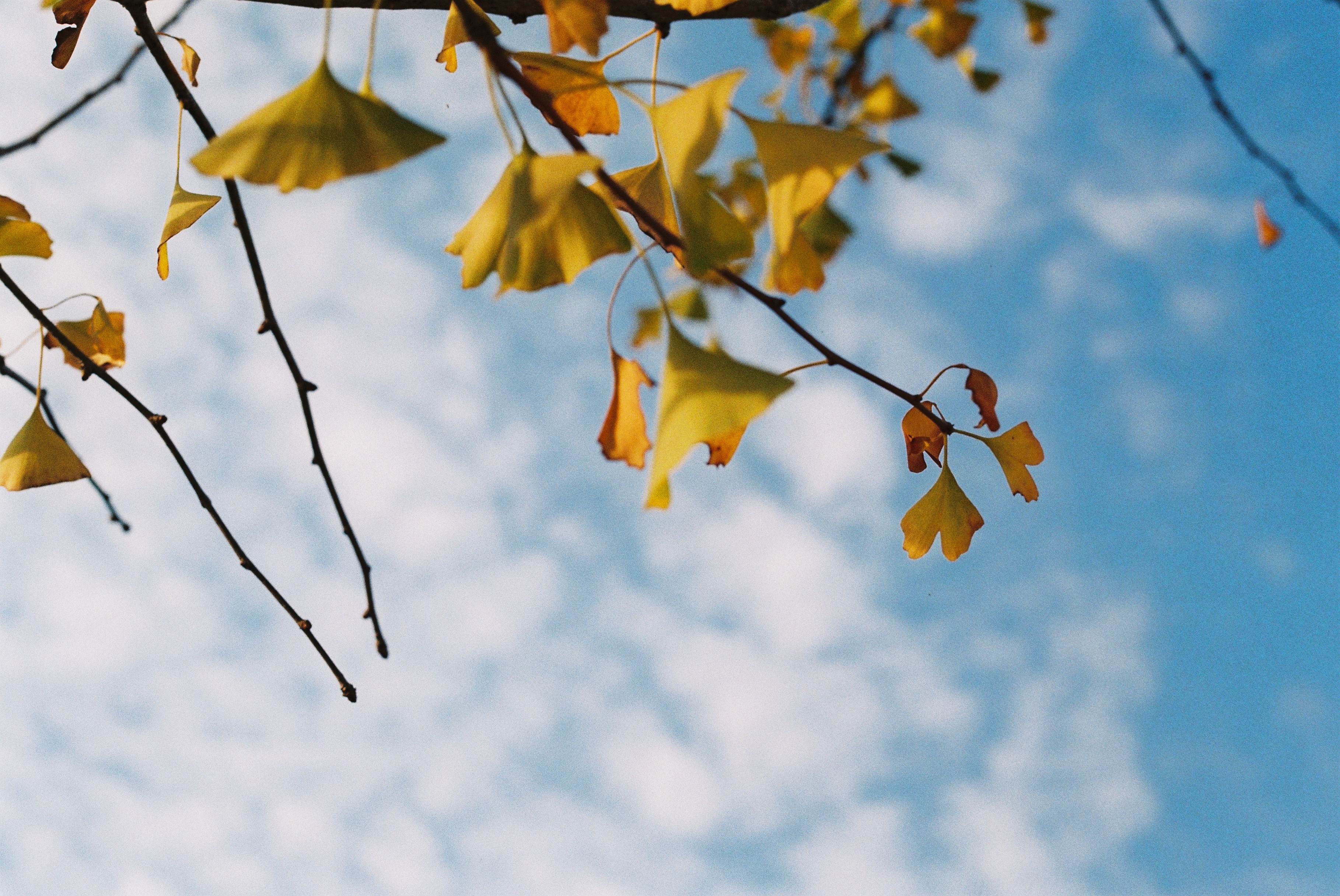 胶片拍出来不晒是什么样子的,日系胶片拍摄过程
