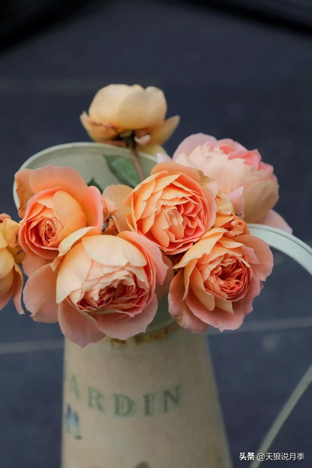 又一个十年,国产自育品种