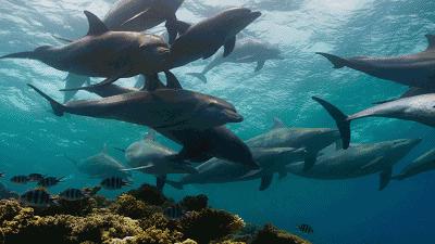 鲨鱼怕海豚，这是真的吗？
