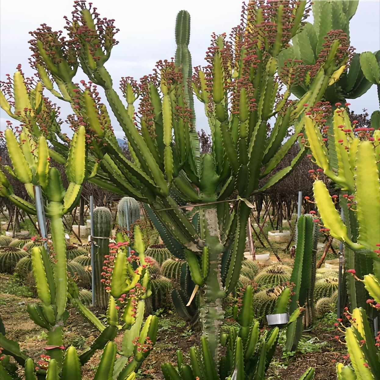 常见的五种最丑的花,最好养的丑花排名