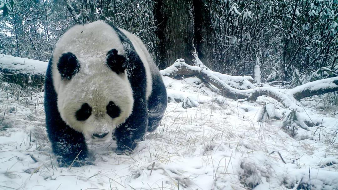 甘肃陇南属于西北吗,陇南是不是甘肃的好地方