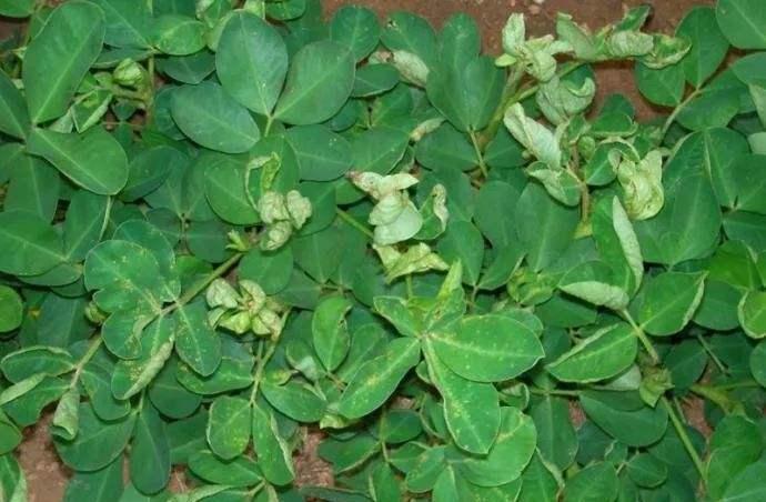 花生卷叶,花生卷叶是什么病