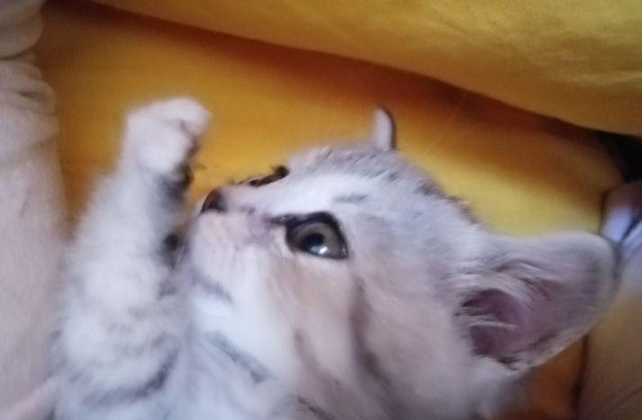 英短1200元靠谱吗,一千元的英短靠谱吗