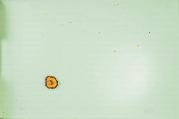 什么牌子的果蔬干最好,冻干果蔬干排行榜