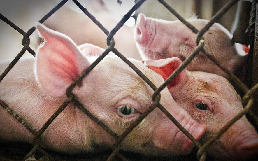 得了猪瘟的猪怎么杀死,保育猪得了猪瘟怎样治疗