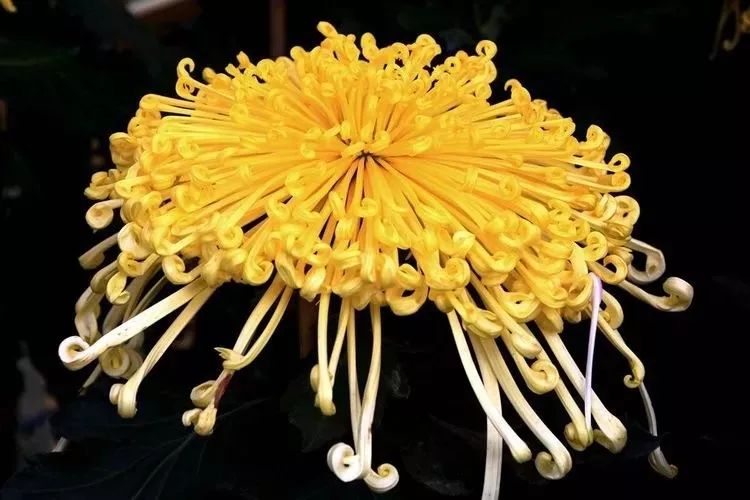 花中四君子菊花国画用笔,花中四君子菊花高清图片