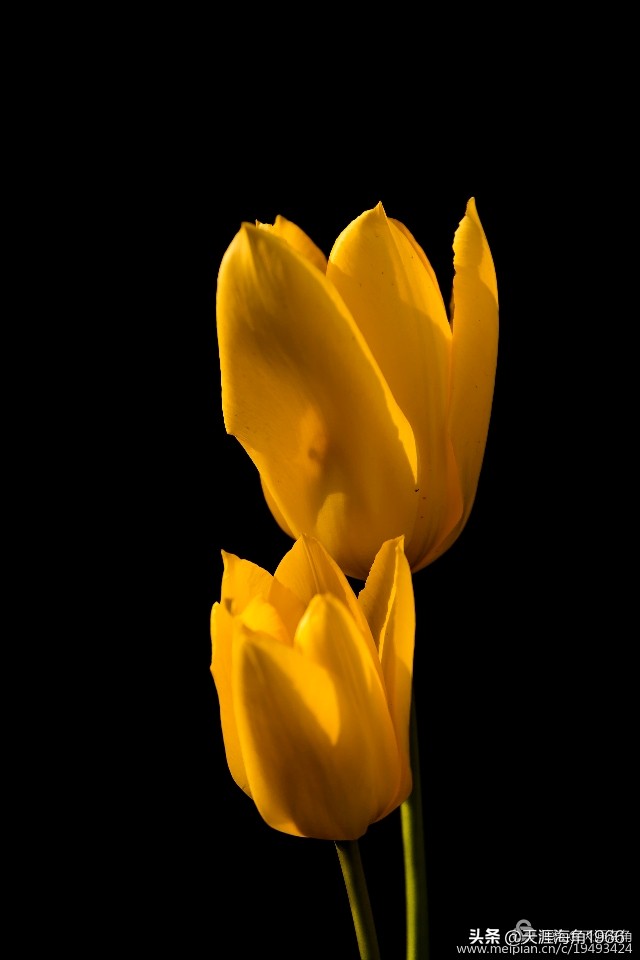 郁金香花语可以送给女朋友吗,郁金香花语的诗句