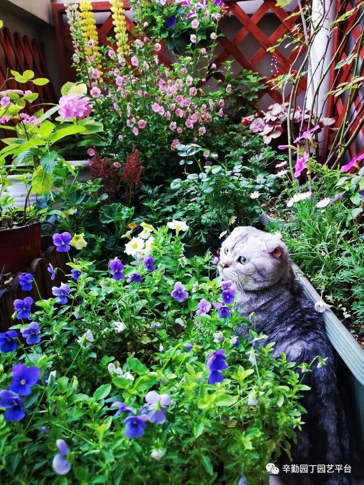 （2021）园丁奖阳台组《008号》星星的花园