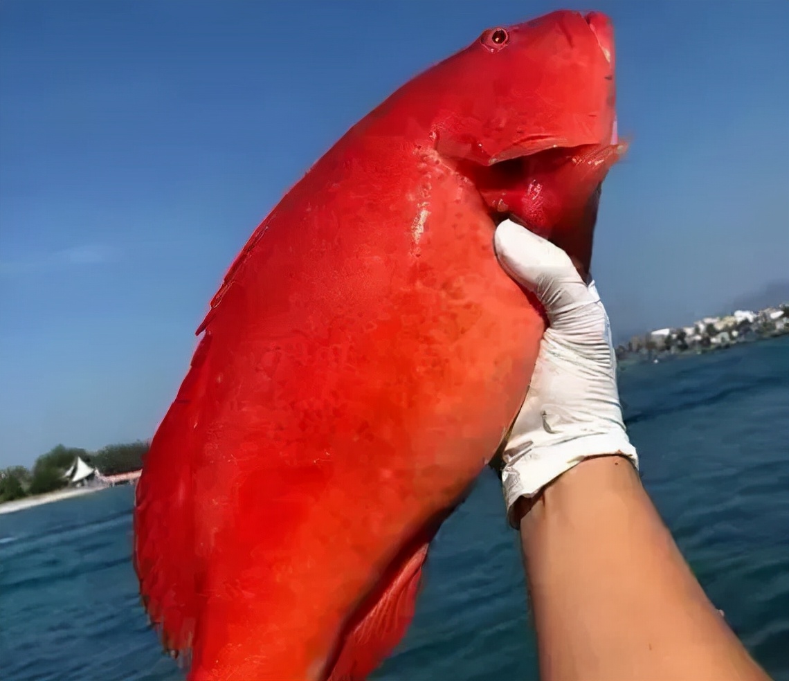 石斑鱼溶藻弧菌怎么治疗,石斑鱼主要病害