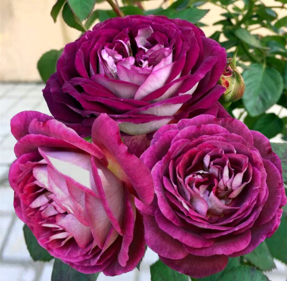 100种月季经典品种,100种经典月季品种