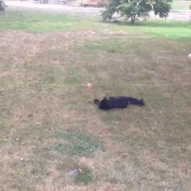 如何判断家里的猫是不是智障,猫咪弱智