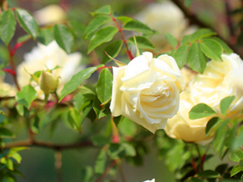 月季什么品种四季开花又香最好,四季开花的中国古老月季品种