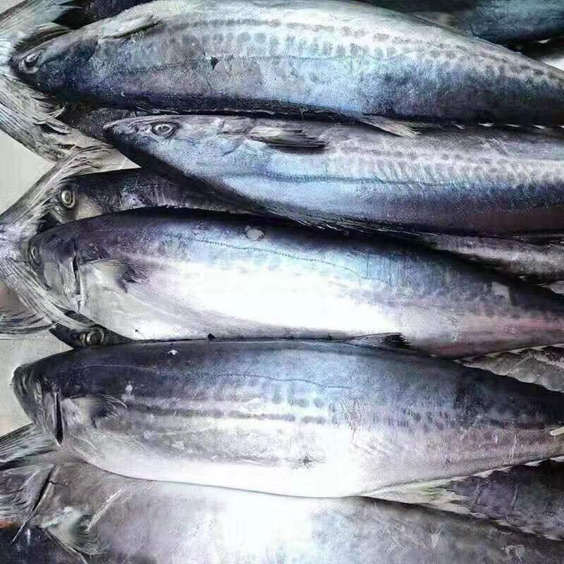 渤海湾野生海鲜图片,渤海湾海鲜为什么好