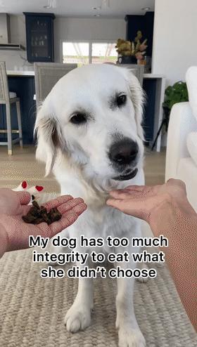 狗狗晕车吐了两次没精神,狗狗晕车吐了主人也吐了