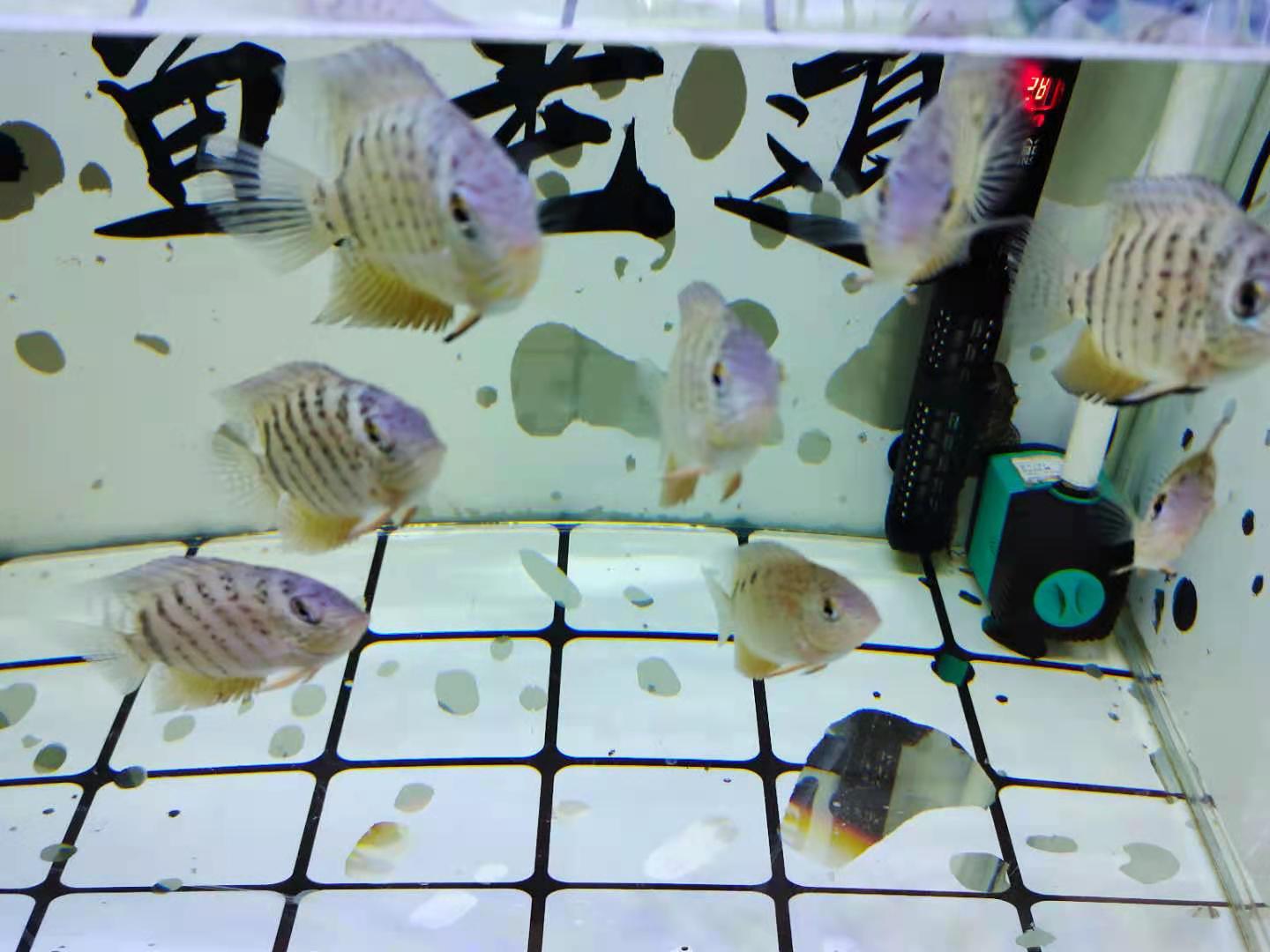 观赏鱼不采食是怎么回事,观赏鱼不食鱼料怎么样解决