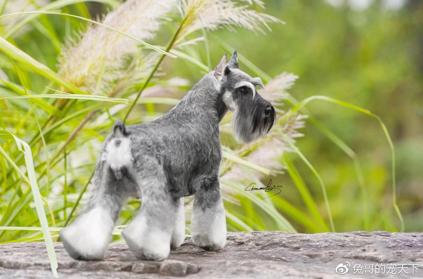 各品种犬最常见的遗传缺陷，在养待养的都看一下