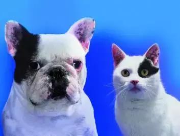 人有艾滋病的话有什么特征,狗狗会不会得艾滋病