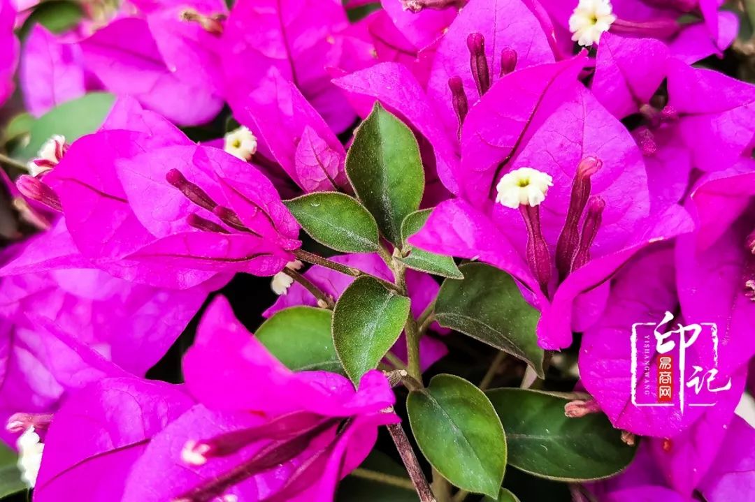 商丘花鸟批发基地,商丘花鸟市场地址